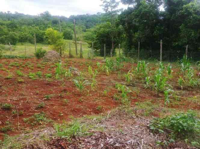 House for sale in St. D'acre, Brown's Town, St Ann, Jamaica — photo 4