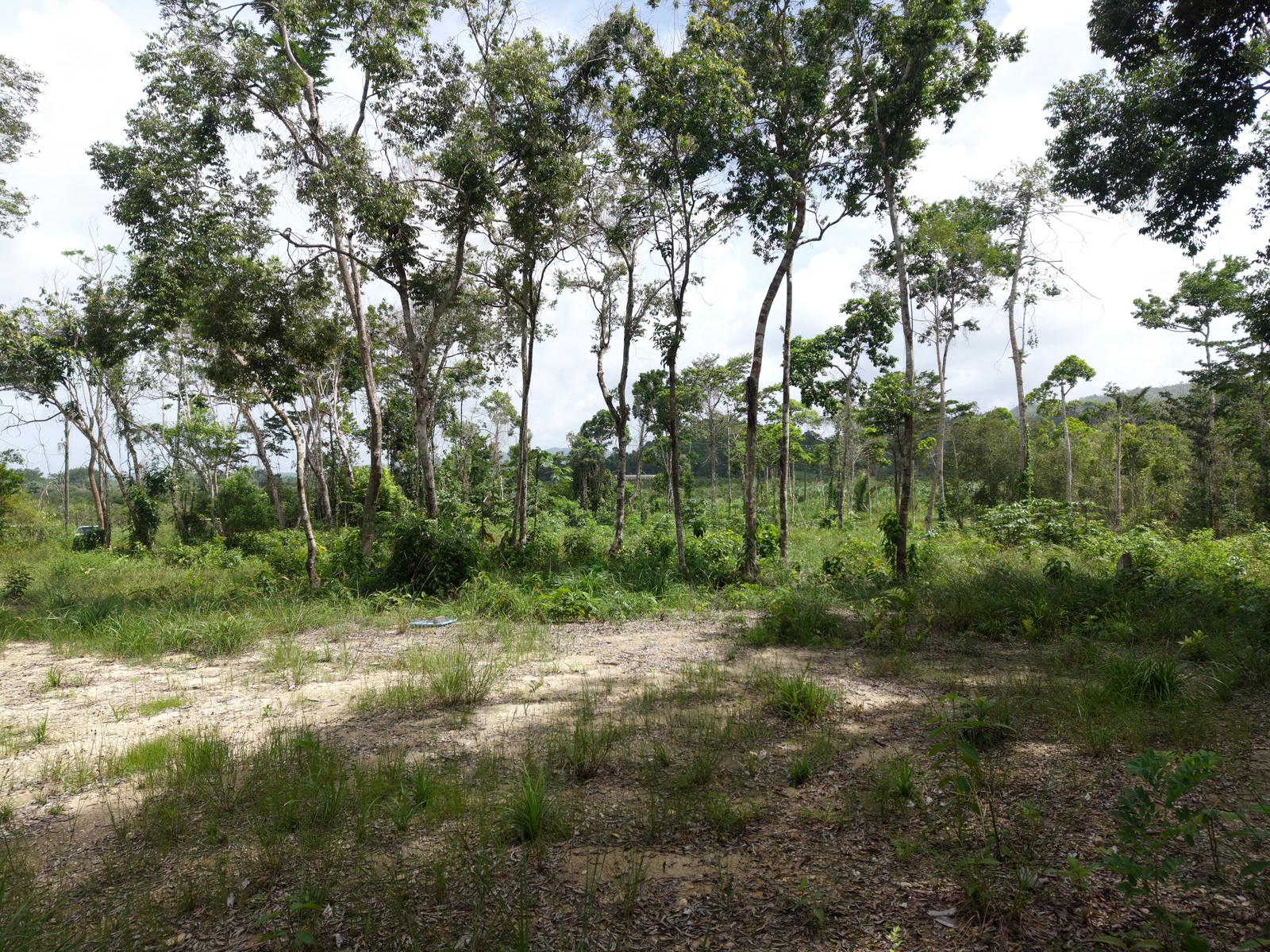 26 Acres – Multiple Building Sites Overlooking Orange Orchard — photo 4