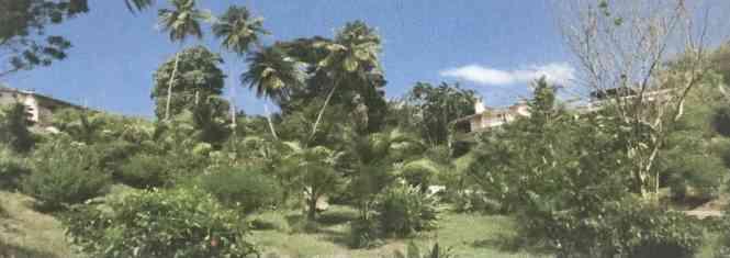 Prime Development Estate for Sale in Tobago — photo 2