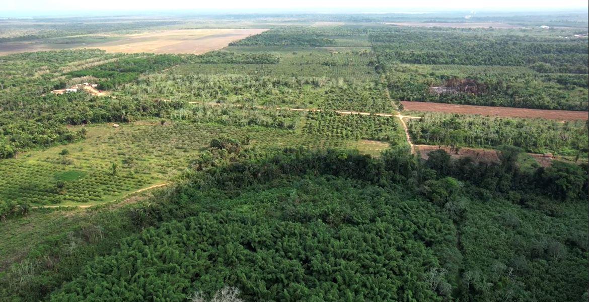 44 Acres Farmland for Sale in Belize — photo 4