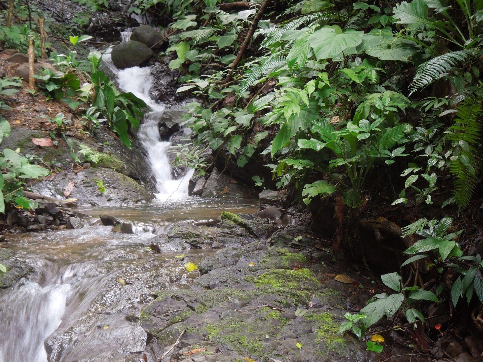 11-Acre Multi-Unit Jungle Property for Sale, Lagunas, Dominical, Puntarenas, Costa Rica — photo 5