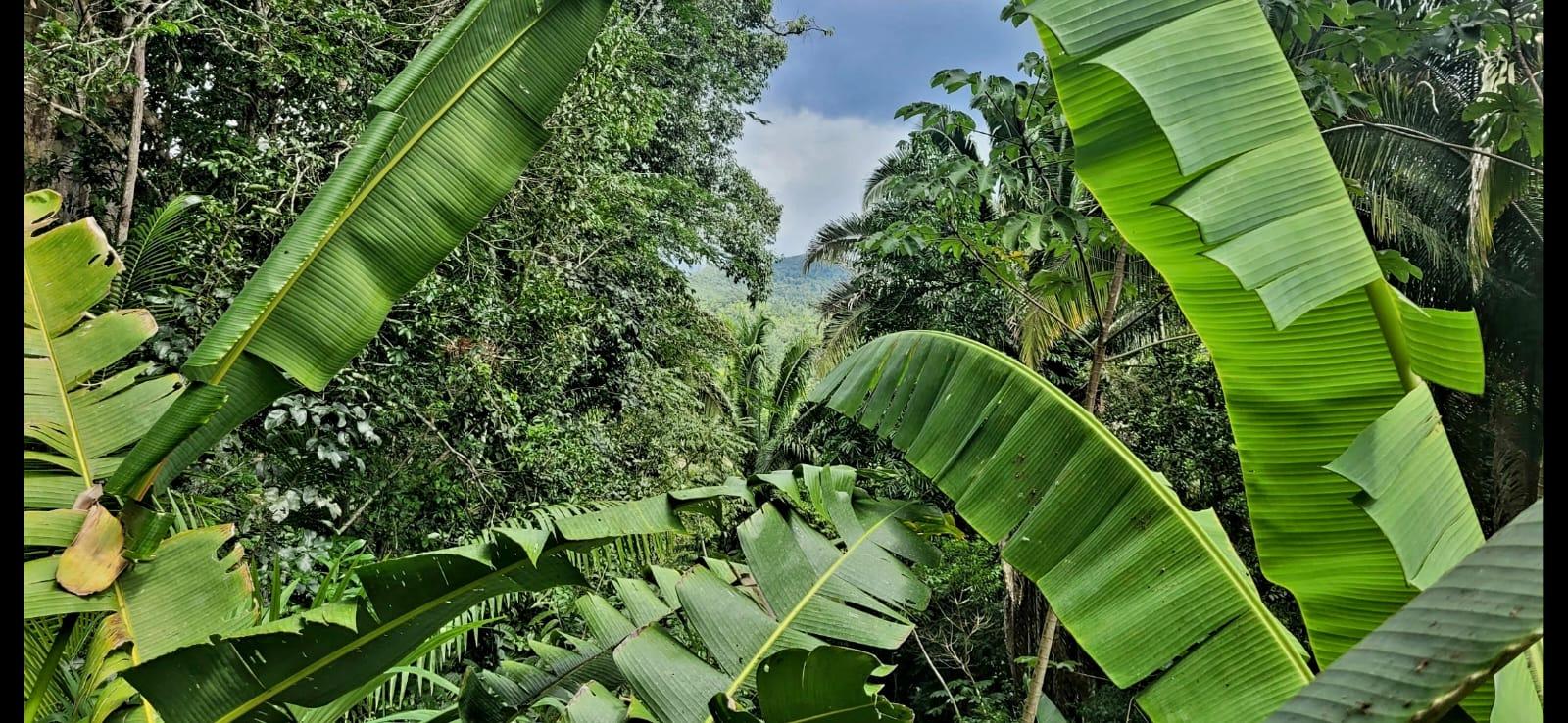 Lot 33 - Jungle Dream in Belize Eco Village — photo 4