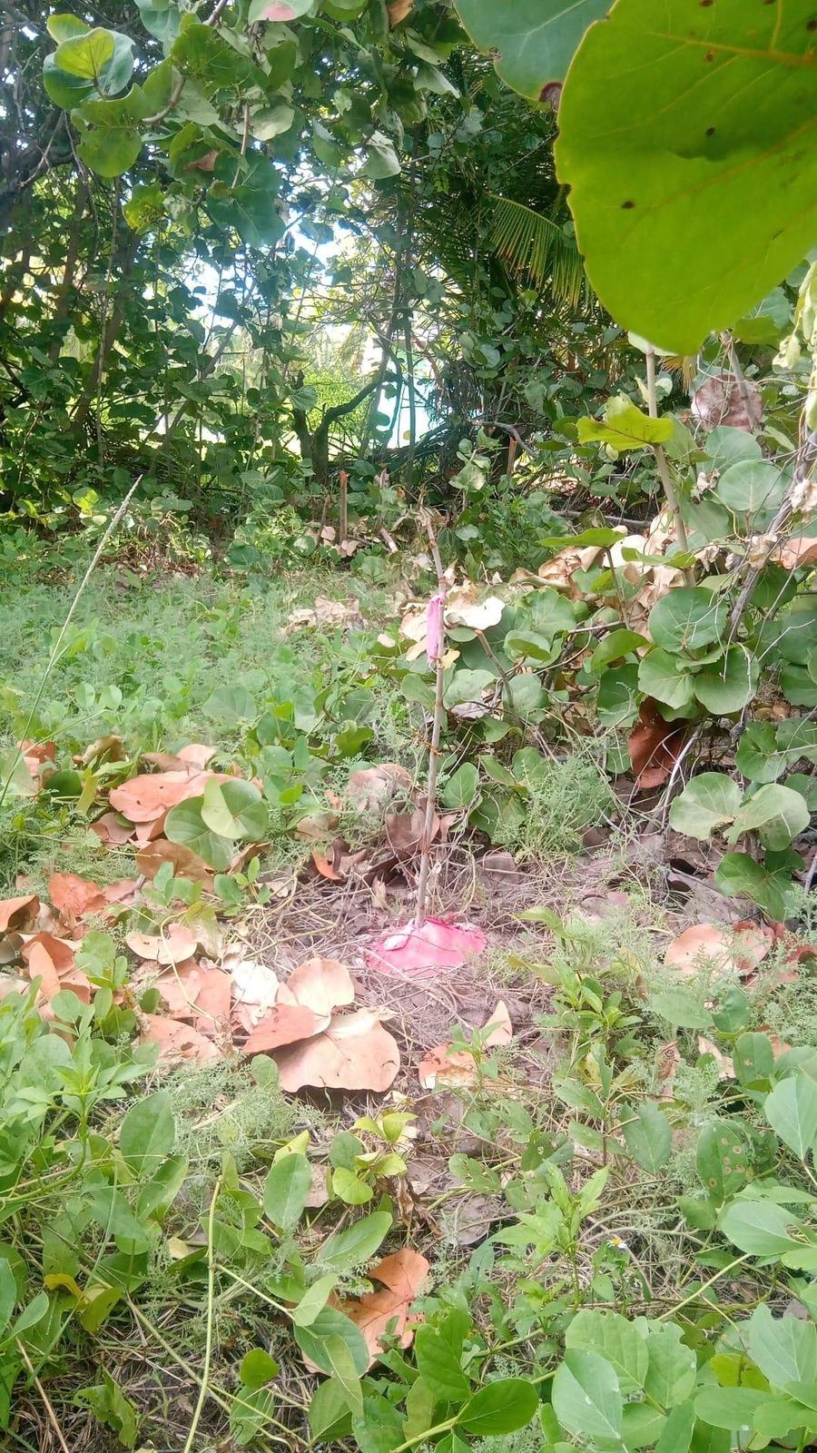 Beachfront Lot for Lease in Smith's Hill, South Andros — photo 3