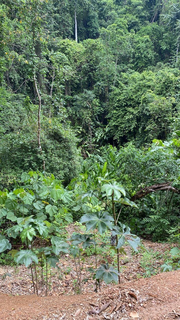 7 Acres in Cumana For Sale — photo 5