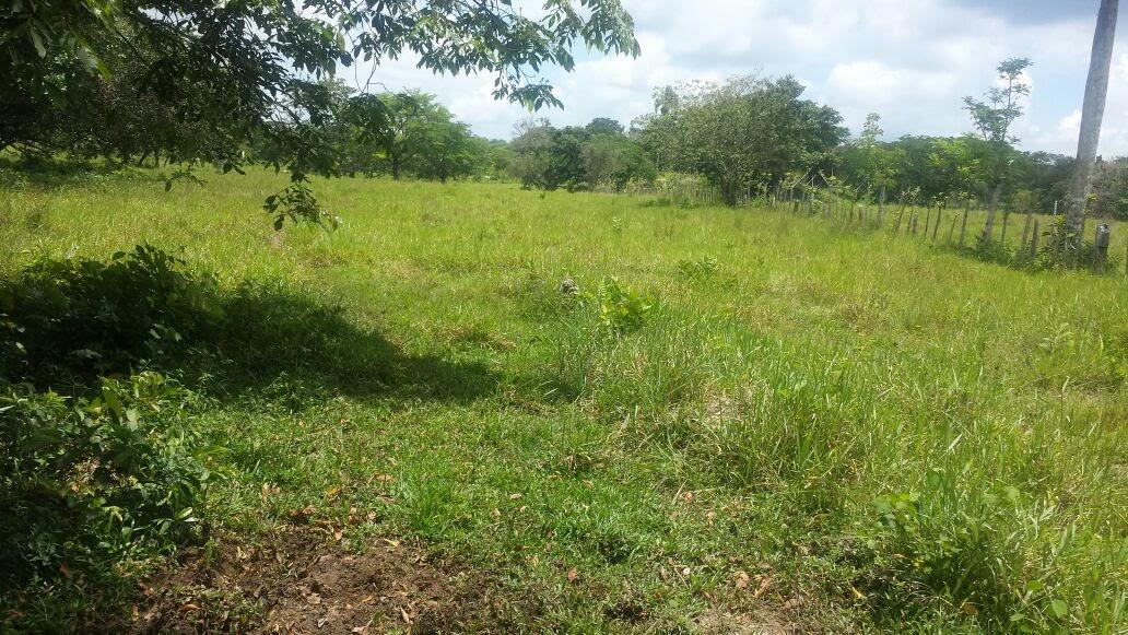 Cattle Farm — photo 3