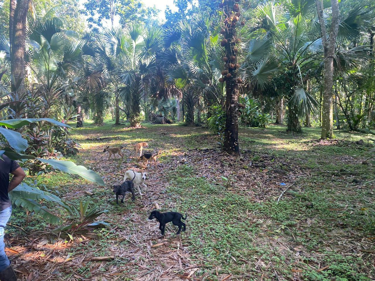 10 Acre Jungle Property with Orchard for Sale — photo 5