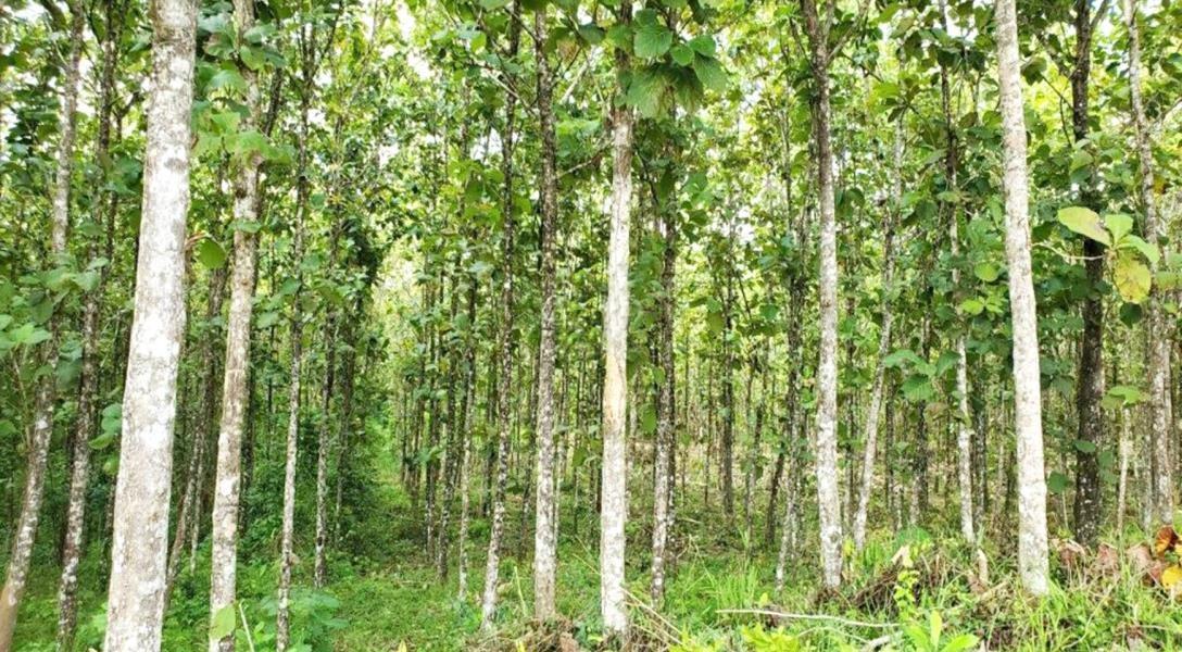 Teak plantation near Bocawina National Park — photo 2