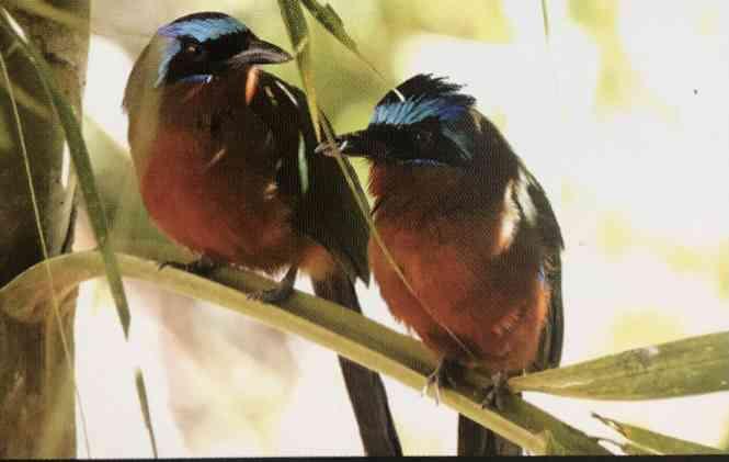 Prime Development Estate for Sale in Tobago — photo 4
