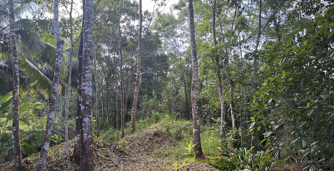 43 Acres of Lush Jungle near Red Bank — photo 3