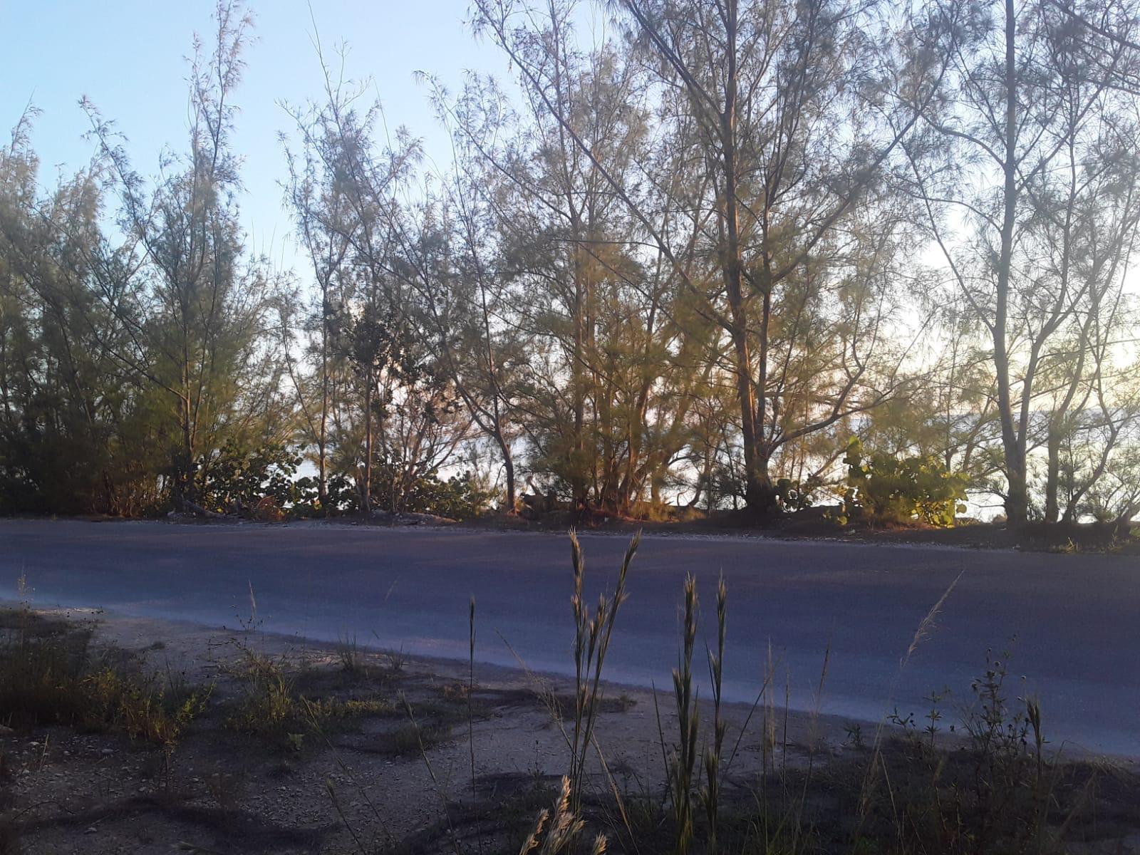 4 bedroom Apartment for sale — BUNCHES, SIMMS SETTLEMENT in Long Island, The Bahamas — photo 5