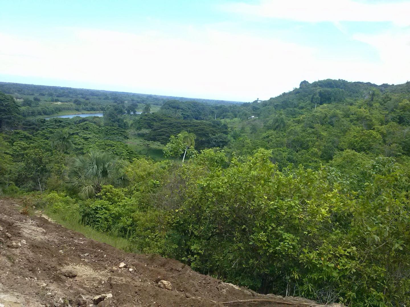 Young Cocoa Plantation With Mahoganny And Oak Trees — photo 5