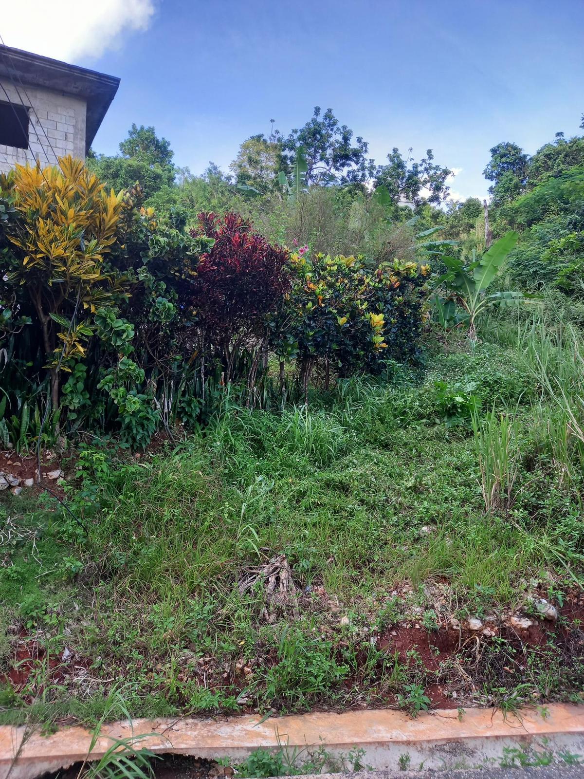 CEDAR VALLEY Kingston & St. Andrew Red Hills — photo 5