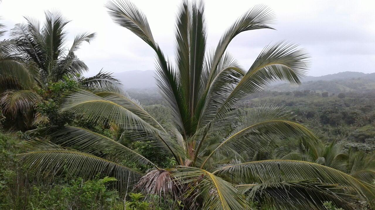 Young Coconut Farm Within â€œCoconut Forest Zoneâ€ Nagua — photo 4