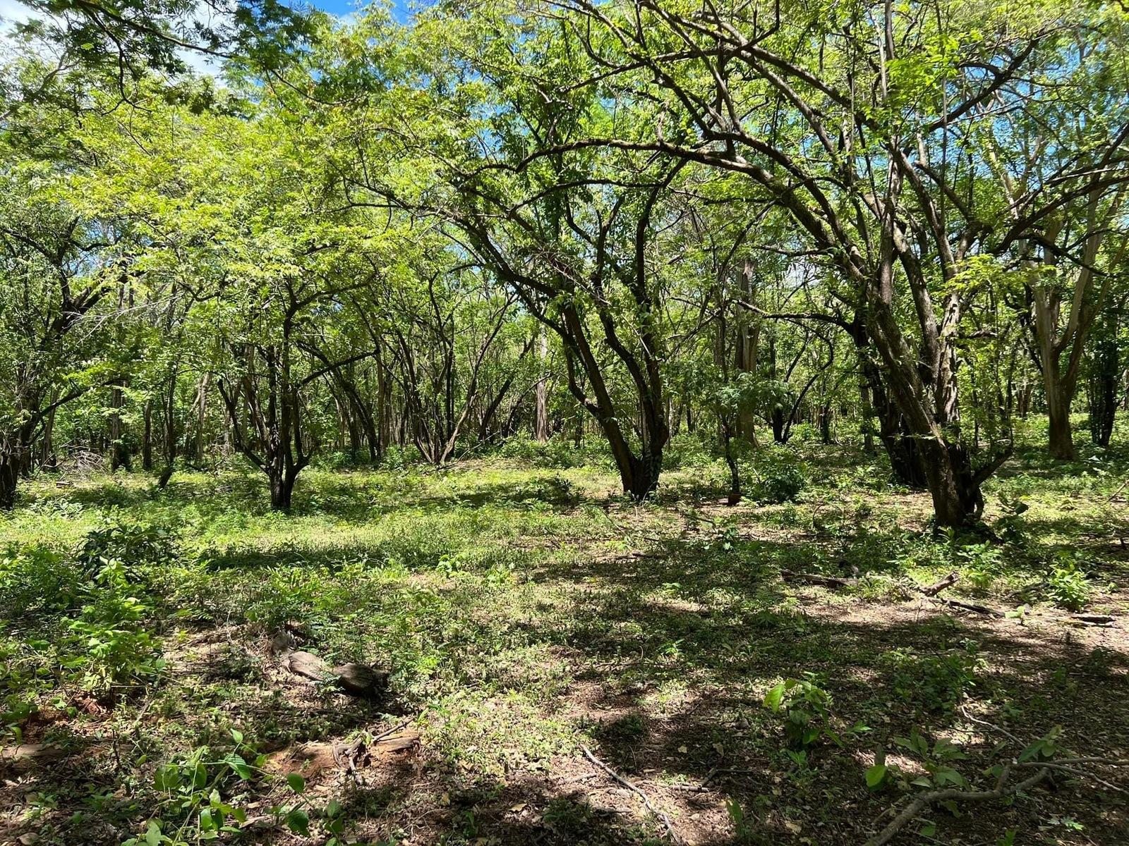 14 Acres of Land for Sale, Matapalo, Playa Grande, Guanacaste, Costa Rica — photo 3