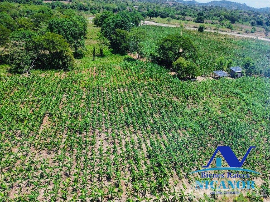 Banana plantation farm for sale in Imbert, Puerto Plata — photo 4