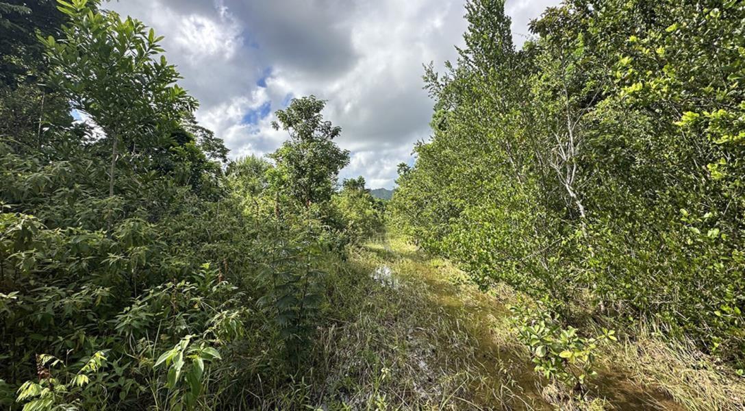 Excellent Development Opportunity — 87 Acres of Lush Jungle Near Santa Cruz — photo 5