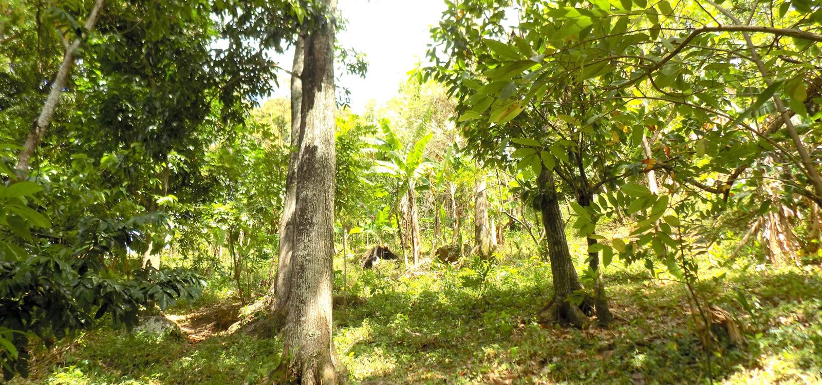 9.87 Acres of Development Land for Sale, Soufriere, St Lucia — photo 3