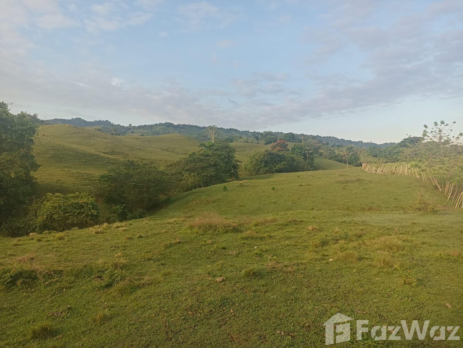 Finca Ganadera en Venta - Puerto Plata — photo 4