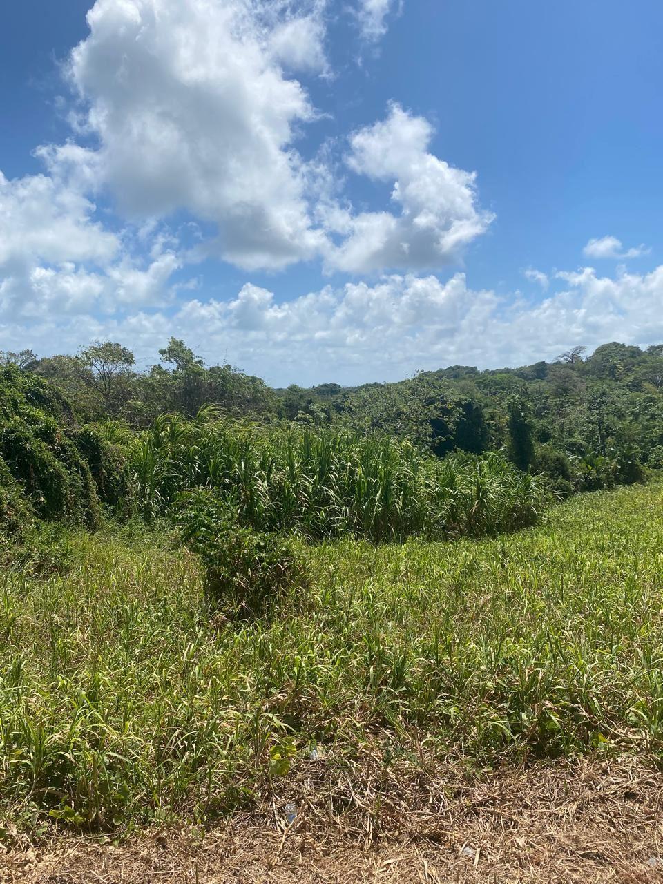 Mayaro Residential Land For Sale — photo 2