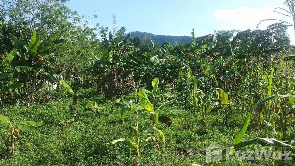 Land for Sale in Maimón – Ideal for a Tourism Project — photo 5