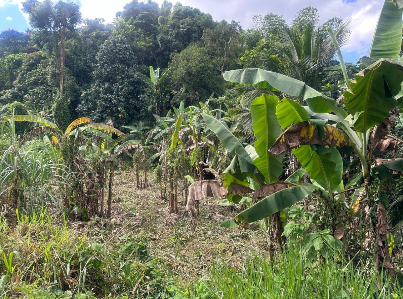 2.6 Acres of Land — photo 3