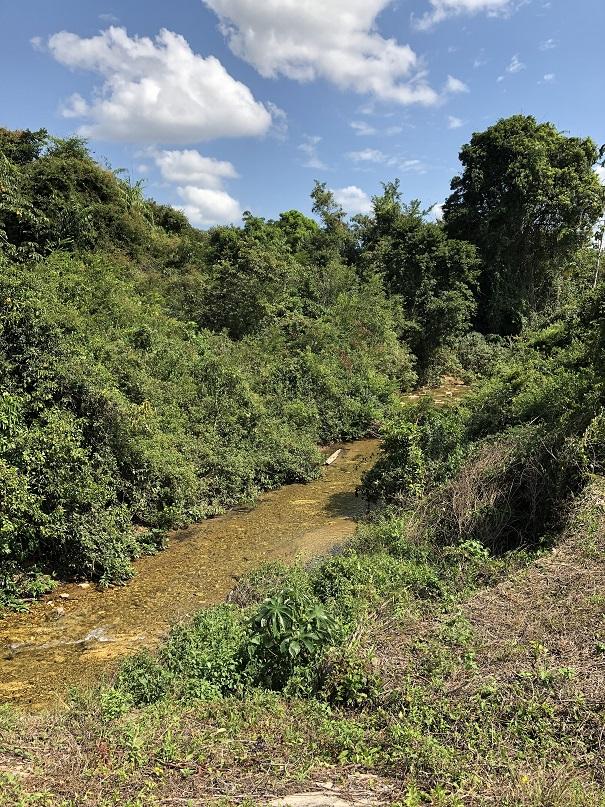 Prime Jungle Lot for Sale — photo 4