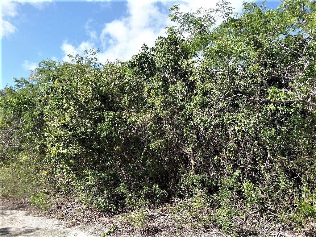 LOT# 20 STELLA MARIS — photo 4