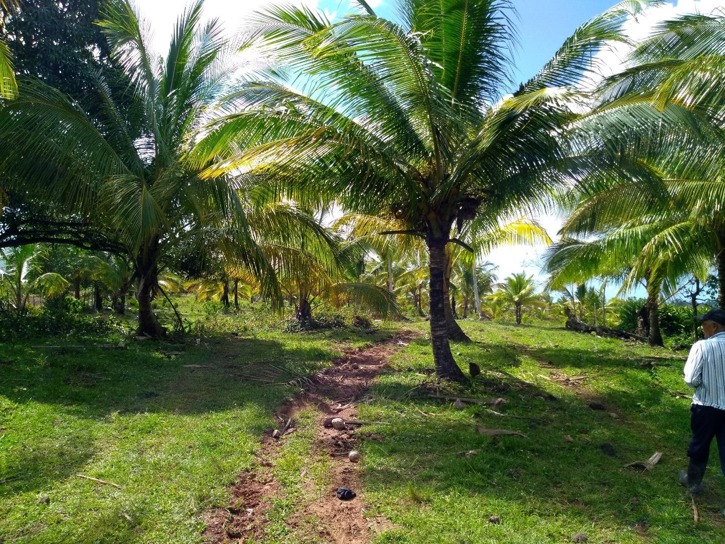 Young Hybrid Coconut Farm — photo 5