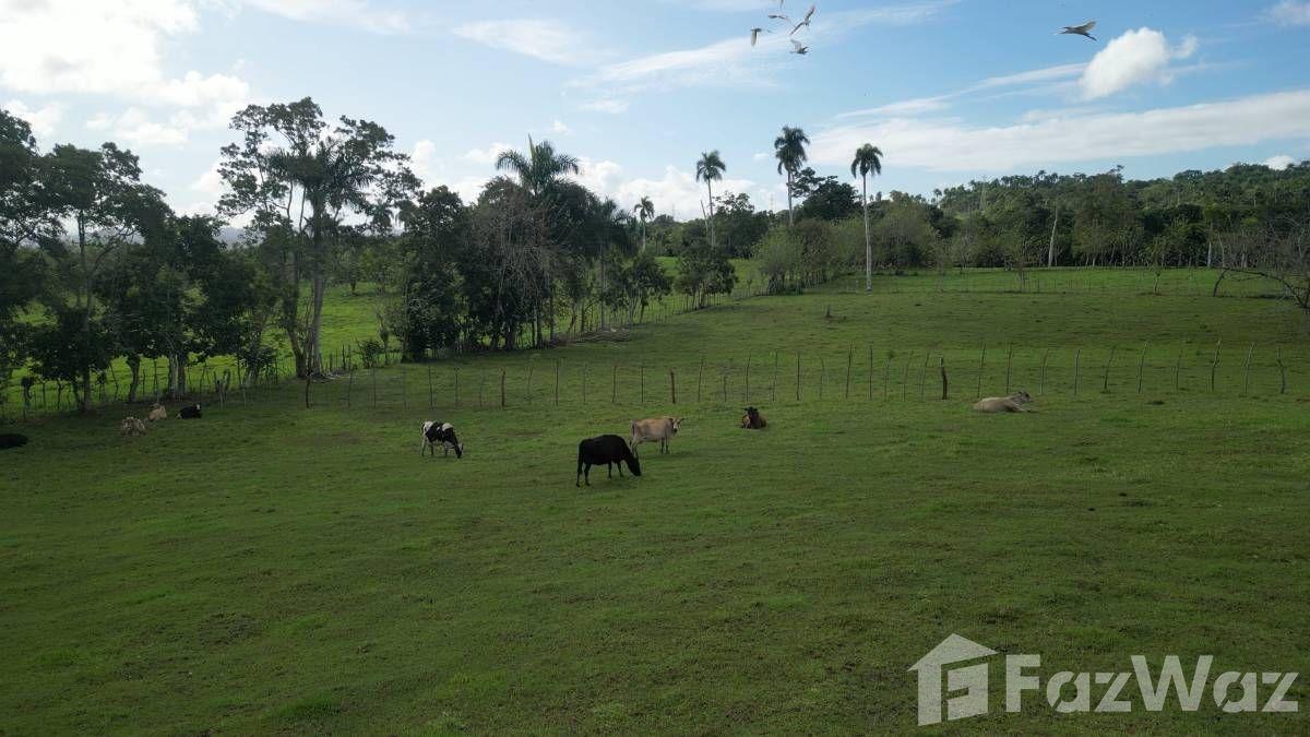 Hobby Or Organic Farm For Sale in Sosua, Puerto Plata — photo 3