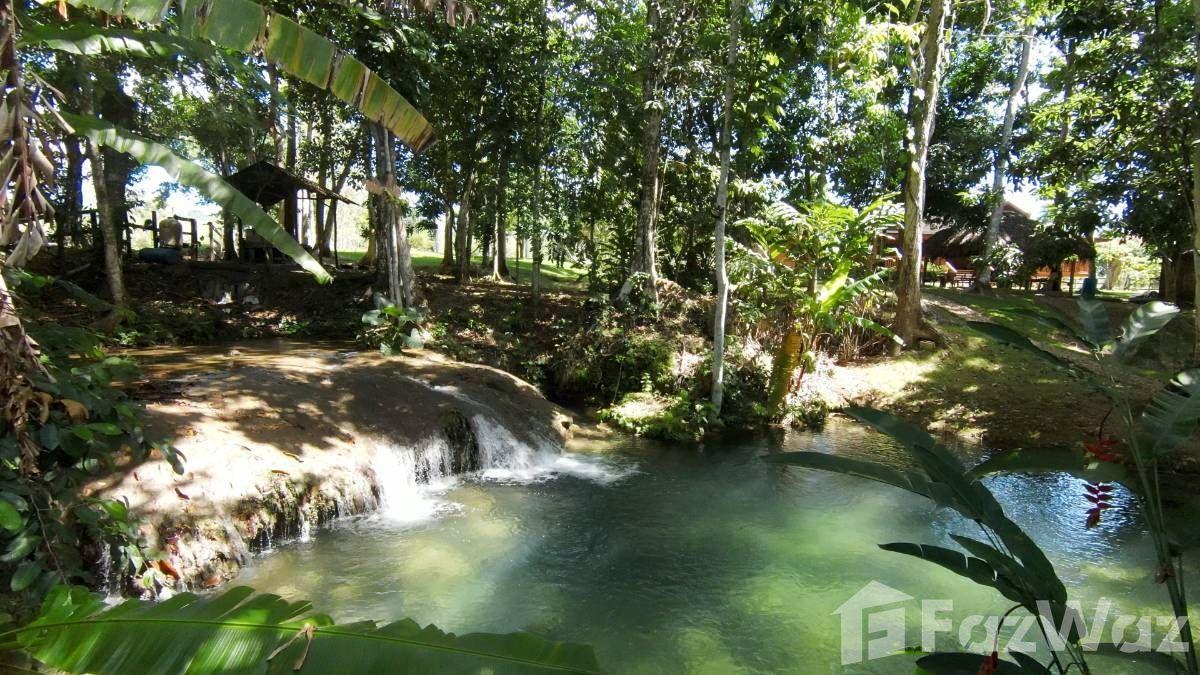 Hobby Or Organic Farm For Sale in Sosua, Puerto Plata — photo 2