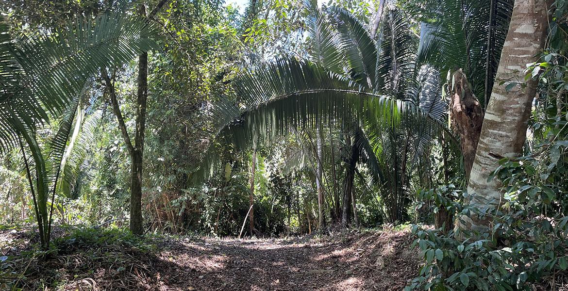 Double Lot on Jenkins Creek — 40 Acres of Fertile Land! — photo 3