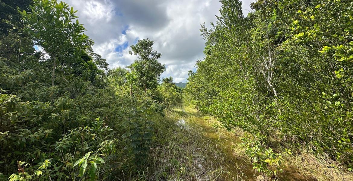 97 acres of Stunning Jungle Paradise near Santa Cruz — photo 5