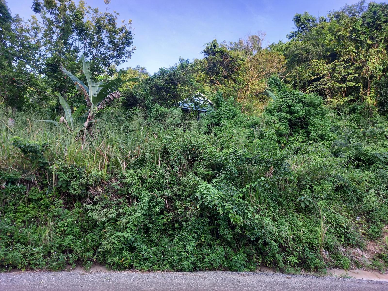 CEDAR VALLEY Kingston & St. Andrew Red Hills — photo 3