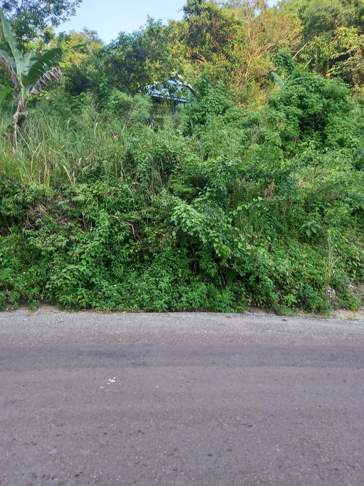 CEDAR VALLEY Kingston & St. Andrew Red Hills — photo 2