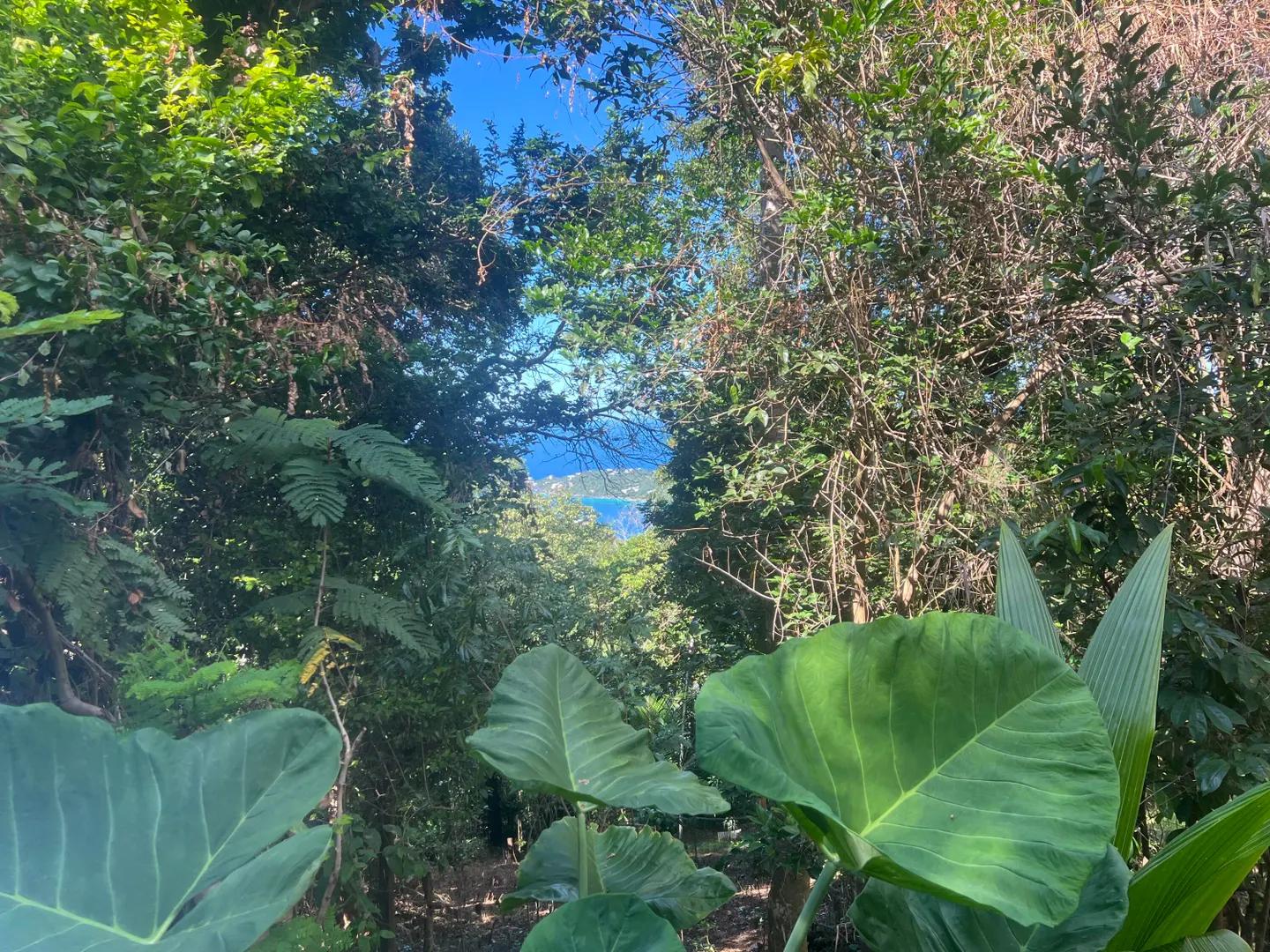 0.56 Acre Homesite in Mafolie Estates, St. Thomas — photo 3