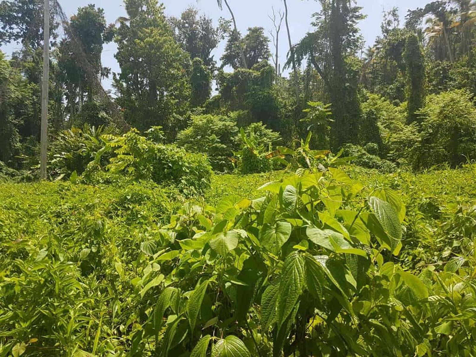 10 Acres of Land for Sale, Calibishie, Dominica — photo 5