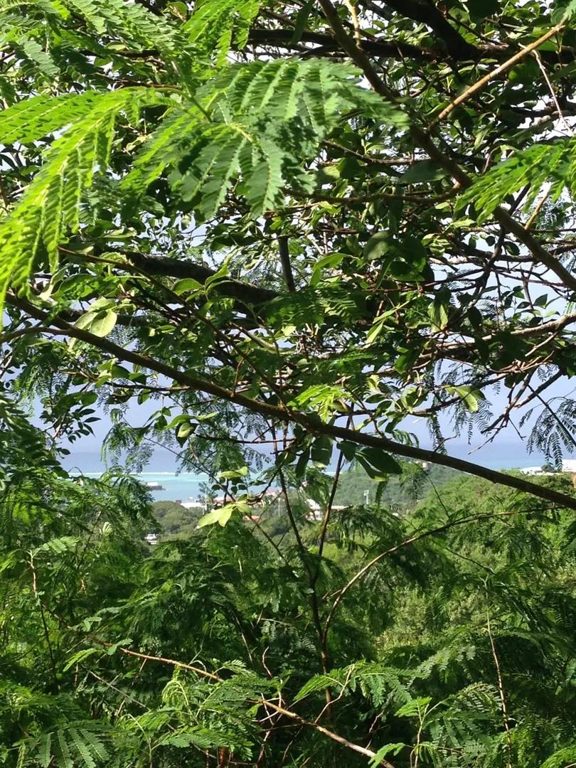 0.5 Acre Lot in St. Croix — photo 2