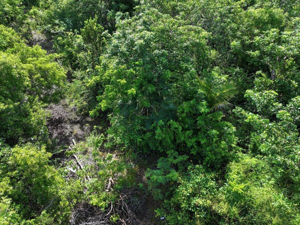 DARNOTTS POND ELEUTHERA — photo 4