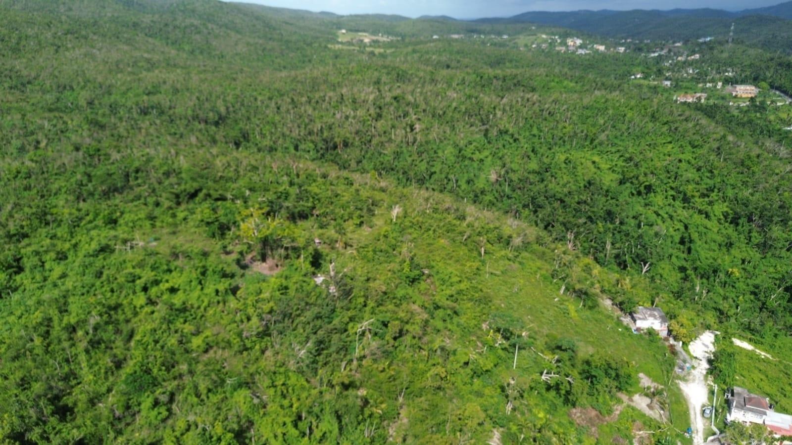 Commercial Land for Sale in Jamaica — photo 3