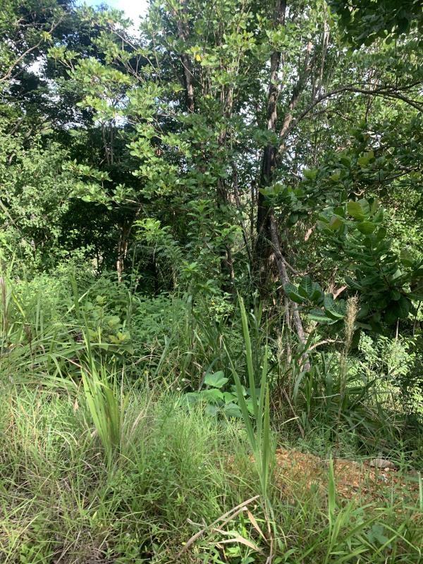 Residential Land Lots in Goodlands, Castries — photo 4