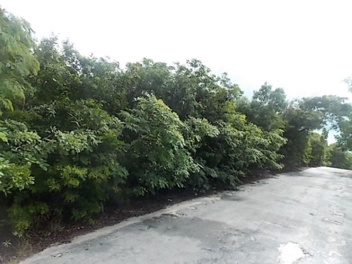 Ph, Sec 2 MOUNT CURTIS DR. — photo 4