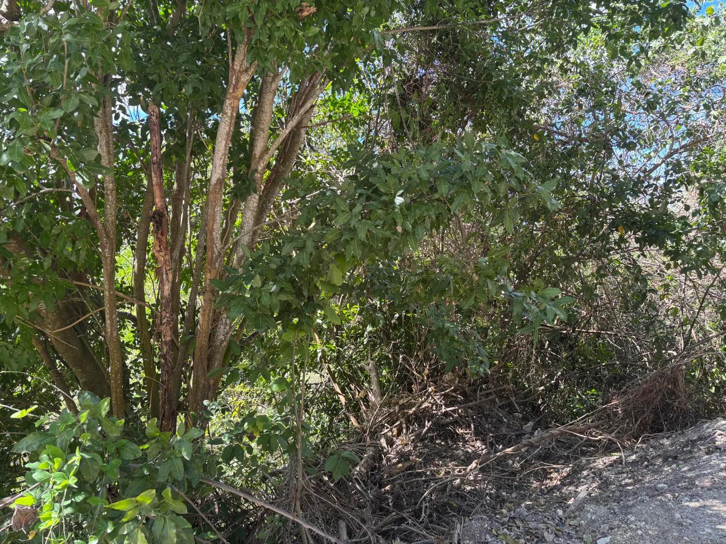 182 Morningstar Qu Lot — photo 5