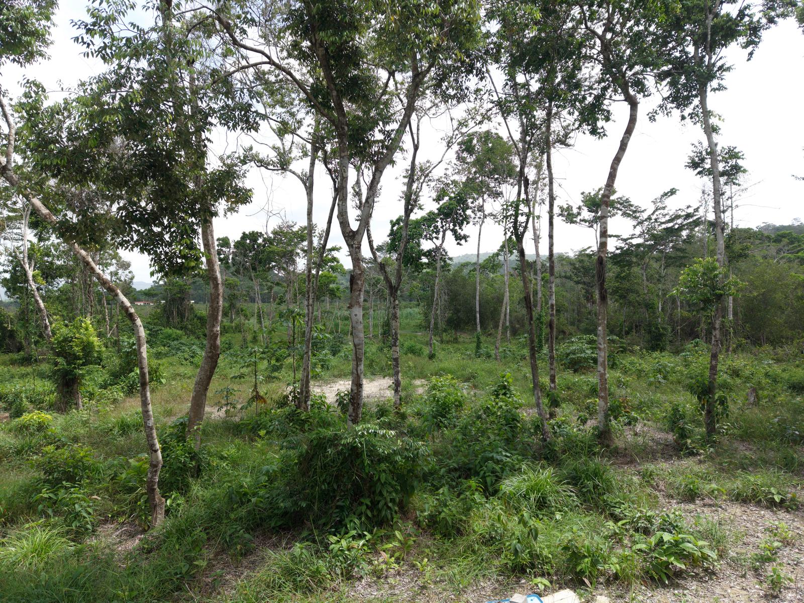 26 Acres – Multiple Building Sites Overlooking Orange Orchard — photo 3
