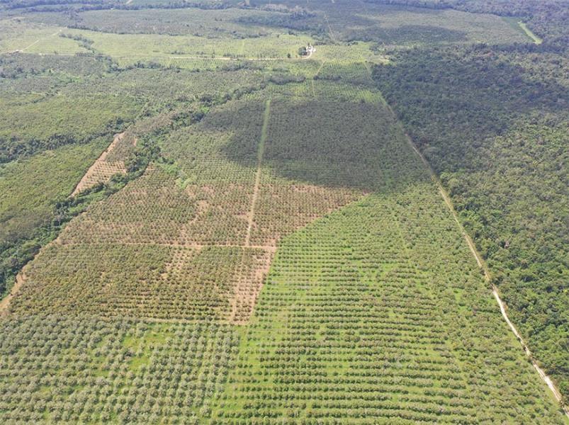 #4138 - 198 Acre Orchard with Producing Orange and Grapefruit Trees - Income Generating Belize Real Estate — photo 3