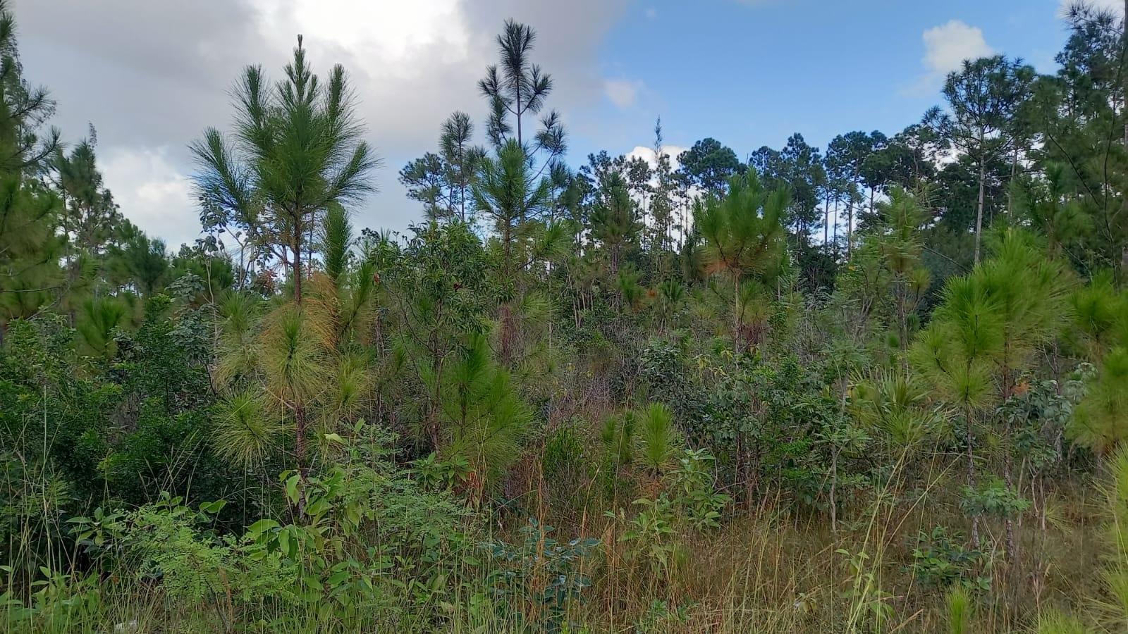 North Andros Vacant Land — photo 2