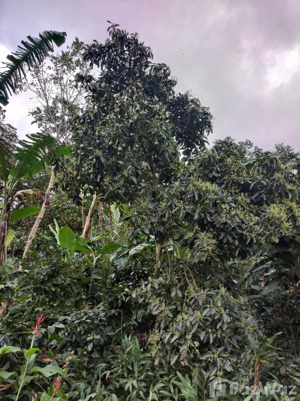335 acres Coffee and Avocado Farm in Barahona — photo 1