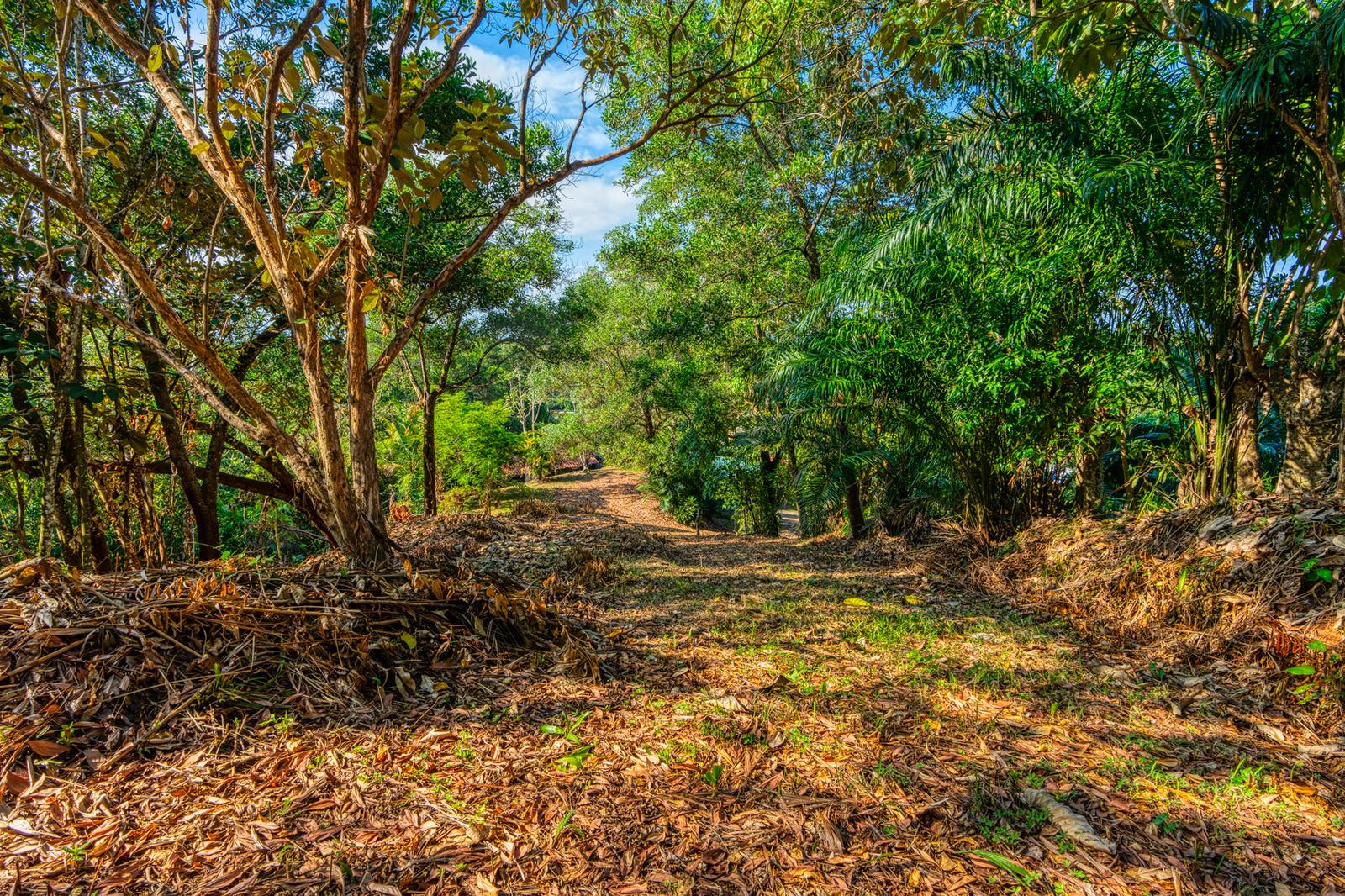 5.6 Acres of Ocean View Farm Land for Sale in Uvita, Costa Rica — photo 3