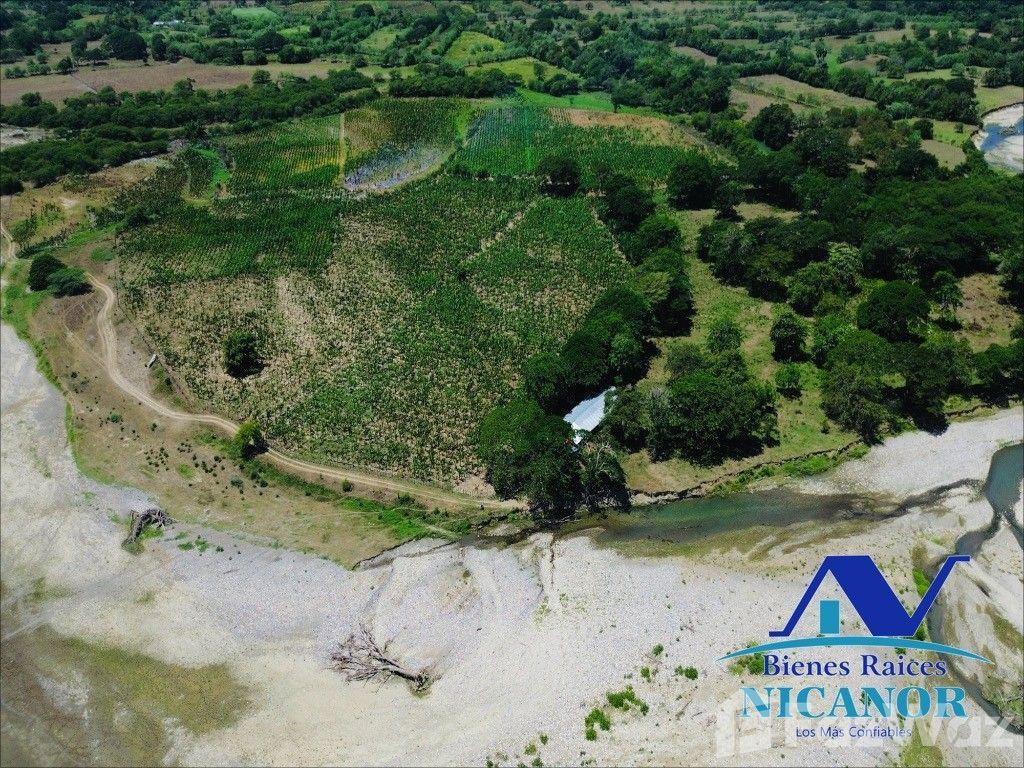 Banana plantation farm for sale in Imbert — photo 1