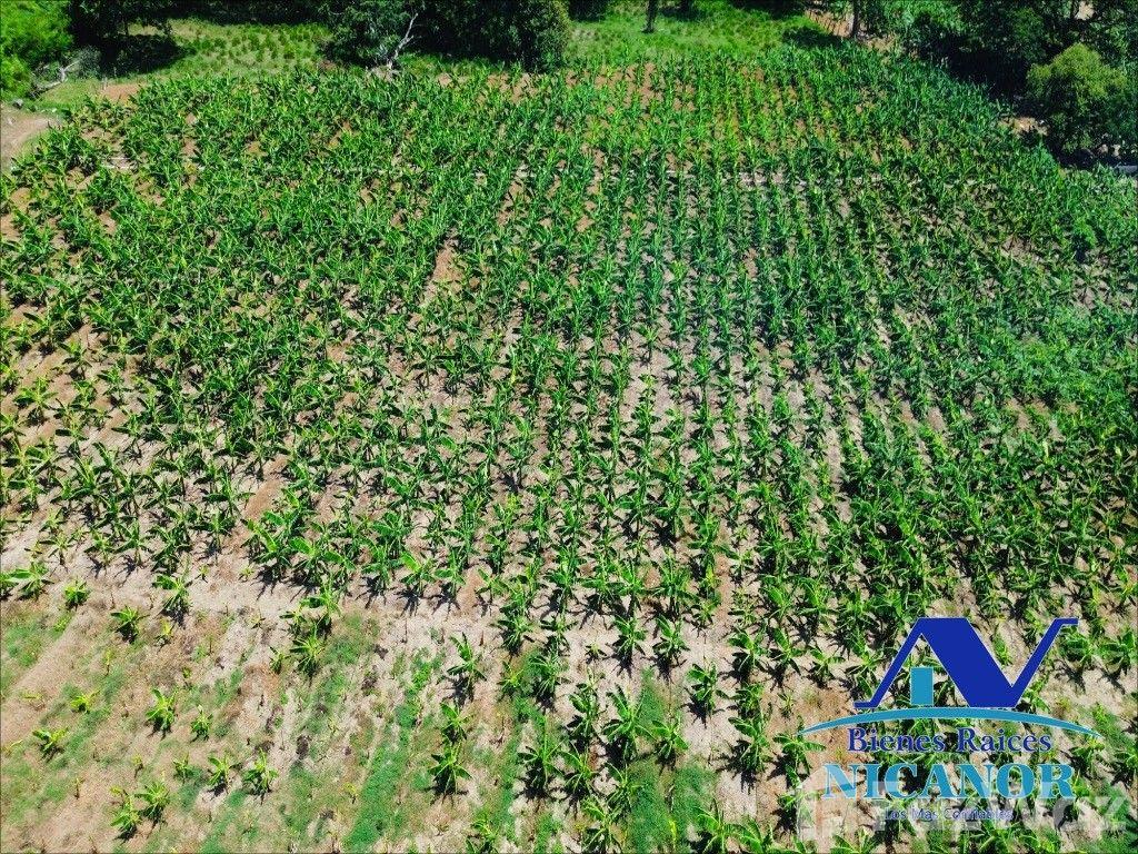 Banana plantation farm for sale in Imbert, Puerto Plata — photo 3