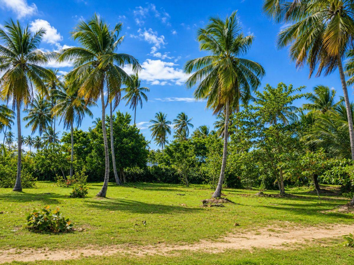 Exceptional Beachfront Building Plot – Portillo, Las Terrenas — photo 2